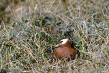 Red Phalarope - Rosse Franjepoot -  Phalaropus fulicarius