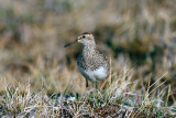 Pectoral Sandpiper - Gestreepte Strandloper - Calidris melanotos