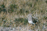 Pectoral Sandpiper - Gestreepte Strandloper - Calidris melanotos