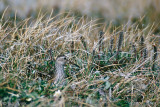 Pectoral Sandpiper - Gestreepte Strandloper - Calidris melanotos