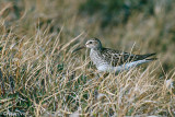 Pectoral Sandpiper - Gestreepte Strandloper - Calidris melanotos