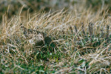 Pectoral Sandpiper - Gestreepte Strandloper - Calidris melanotos