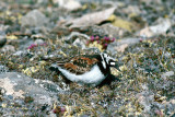 Ruddy Turnstone - Steenloper - Arenaria interpres