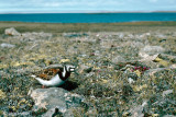 Ruddy Turnstone - Steenloper - Arenaria interpres