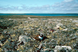 Ruddy Turnstone - Steenloper - Arenaria interpres