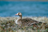 Greater White-fronted Goose - Kolgans - Anser albifrons