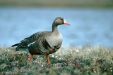 Greater White-fronted Goose - Kolgans - Anser albifrons