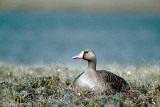 Greater White-fronted Goose - Kolgans - Anser albifrons