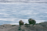 Muskox - Muskusos - Ovibos moschatus