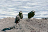 Muskox - Muskusos - Ovibos moschatus