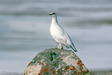 Rock Ptarmigan - Alpensneeuwhoen - Lagopus muta