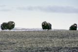Muskox - Muskusos - Ovibos moschatus