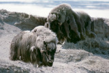 Muskox - Muskusos - Ovibos moschatus