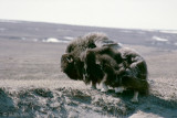 Muskox - Muskusos - Ovibos moschatus