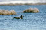 Long-tailed Duck - IJseend - Clangula hyemalis