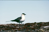 Long-tailed Skua - Kleinste Jager - Stercorarius longicaudus