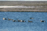 King Eider - Koningseider - Somateria spectabilis