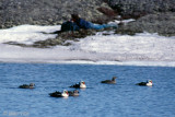 King Eider - Koningseider - Somateria spectabilis