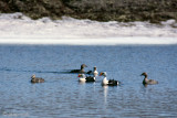 King Eider - Koningseider - Somateria spectabilis