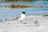 Sabine's Gull - Vorkstaartmeeuw - Larus sabini