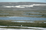 Snowy Owl - Sneeuwuil - Bubo scandiacus