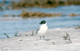 Sabines Gull - Vorkstaartmeeuw - Larus sabini