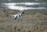 Sabines Gull - Vorkstaartmeeuw - Larus sabini