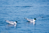 Sabines Gull - Vorkstaartmeeuw - Larus sabini