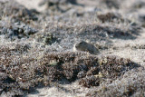 Brown Lemming - Bruine Lemming - Lemmus trimucronatus