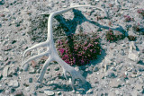 Purple Saxifraga - Zuiltjessteenbreek - Saxifraga oppositifolia