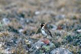 Lapland Bunting - IJsgors - Calcarius lapponicus