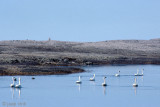 Tundra Swan - Fluitzwaan - Cygnus colombianus