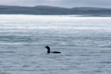 Yellow-billed Loon - Geelsnavelduiker - Gavia adamsii