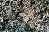 Lapland Bunting - IJsgors - Calcarius lapponicus