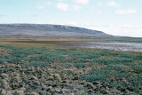 Tundra south of Mount Pelly - Toendra ten zuiden van Mount Pelly