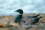 Black Brant - Zwarte Rotgans - Branta bernicla nigricans