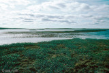 Tundra south of Mount Pelly - Toendra ten zuiden van Mount Pelly