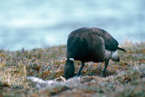 Black Brant - Zwarte Rotgans - Branta bernicla nigricans