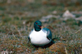 Sabines Gull - Vorkstaartmeeuw - Larus sabini