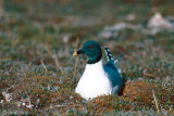 Sabine's Gull - Vorkstaartmeeuw - Larus sabini