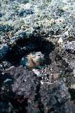 Brown Lemming - Bruine Lemming - Lemmus trimucronatus