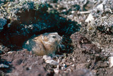 Brown Lemming - Bruine Lemming - Lemmus trimucronatus