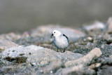 Snow Bunting - Sneeuwgors - Plectrophenax nivalis