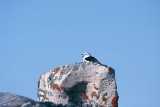 Snow Bunting - Sneeuwgors - Plectrophenax nivalis