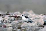 Snow Bunting - Sneeuwgors - Plectrophenax nivalis