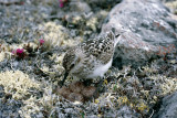 Bairds Sandpiper - Bairds Strandloper - Calidris bairdii