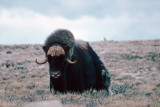 Muskox - Muskusos - Ovibos moschatus