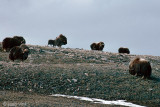 Muskox - Muskusos - Ovibos moschatus