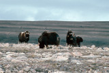 Muskox - Muskusos - Ovibos moschatus