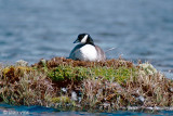 Cackling Goose - Kleine Canadese Gans - Branta hutchinsii